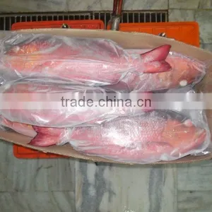 Frozen Red Snapper Whole thumbnail-1