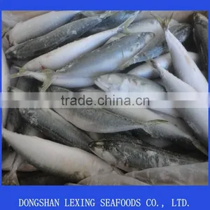 Frozen Seafood Pacific Mackerel thumbnail-1