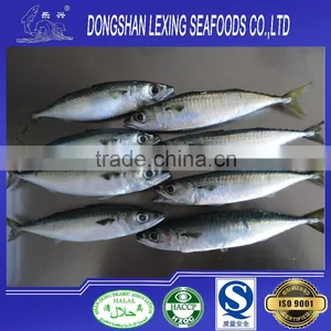 Frozen Whole Fish Pacific Mackerel thumbnail-1