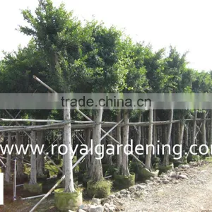 Ficus Nitida Landscaping Trees thumbnail-1