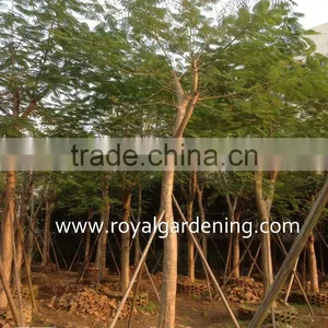 Delonix Regia Live Trees for Landscaping thumbnail-2