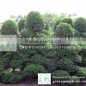 Carmona Microphylla Nursery Big Size thumbnail-1