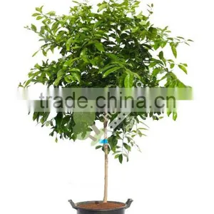 Lemon Tree - Citrus Limon thumbnail-1