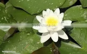 Nilofer Dry Extract thumbnail-2