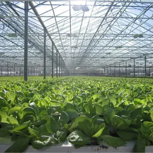 Modern Venlo Type Intelligent Greenhouse Covering PC Sheet thumbnail-3