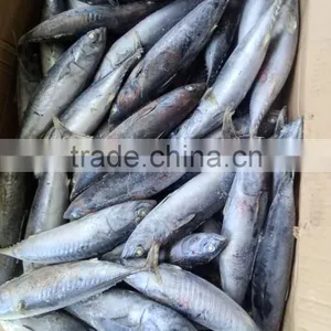 Top Sales Frozen Bonito Tuna Fish Auxis Thazard Bullet Tuna thumbnail-3