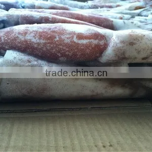 Whole Round BQF Todarodes Pacificus Frozen Squid thumbnail-1