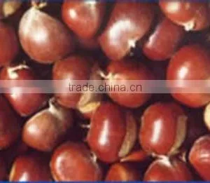 Best Fresh Chestnuts for Sale thumbnail-1