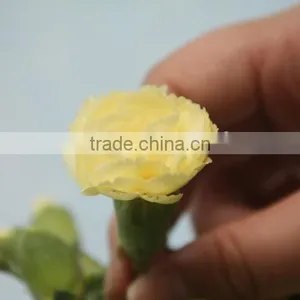 Colorful Hot Sale Flowers Carnation Wedding Flowers thumbnail-3