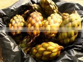 Raffia Seed thumbnail-1