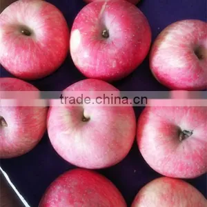 Pome Fruit Product Type and Apple Type Fresh Fuji Apples Sweet Apples Common Apples thumbnail-4