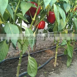 Drip Irrigation System Single Labyrinth Drip Irrigation Tape thumbnail-2