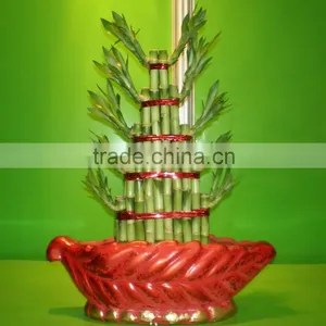 Tier Step Stair Lucky Bamboo Air Bonsai Tree Dracaena Sanderiana Indoor Ornamental Aquatic Plants Nursery Garden Decoration thumbnail-5