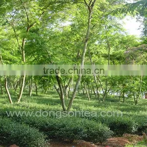 VietNam High Mountain Oolong Tea- Dong Son Oolong Tea" thumbnail-3