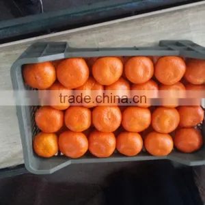 Fresh Egyptian Mandarin thumbnail-2