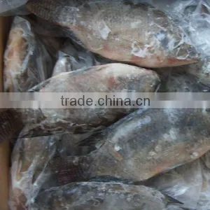 Frozen Tilapia Fish thumbnail-1