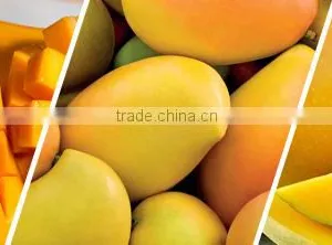 MANGOES thumbnail-1