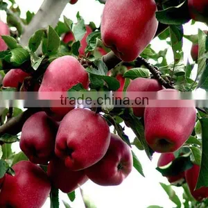 2015 Chinese Huaniu Apple thumbnail-2