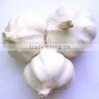FRESH WHITE GARLIC thumbnail-1