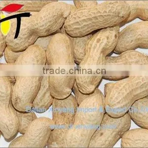 ROASTED Salted PEANUTS thumbnail-1