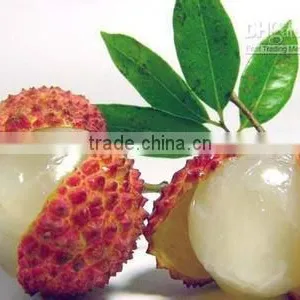 Canned Lychee in Light/ Heavy Syrup 567gx24tin thumbnail-1