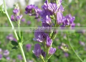 Pure Nature Alfalfa Extract Powder thumbnail-1
