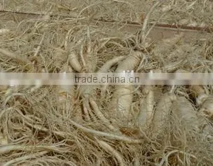 White Ginseng Root Powder thumbnail-3