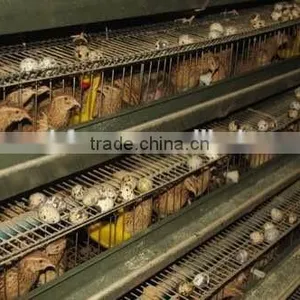 Galvanized A Type Layer Quail Cages for Sale in Kenya Farm thumbnail-4