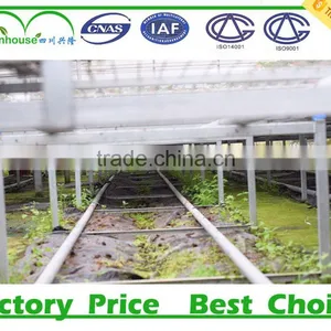 Low Cost Greenhouse Supplier thumbnail-3