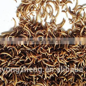 2.8 cm Chicken Feed Dried Mealworms;China Products Yellow Dired Mealworms thumbnail-1