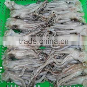 Frozen Tweed Bait Squid Heads thumbnail-4