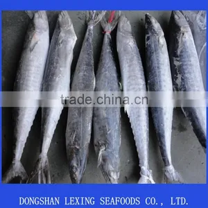 Frozen Spanish Mackerel for Sale thumbnail-1
