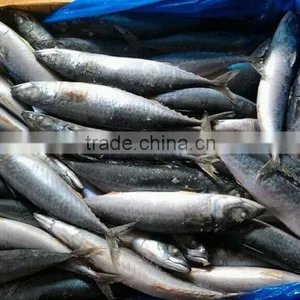 Good Quality Fresh Fish Seafrozen Mackerel thumbnail-2