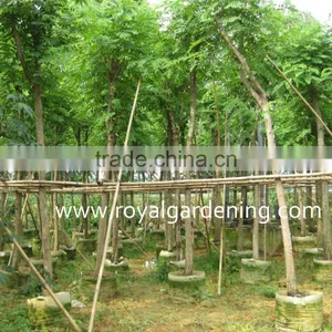 Cassia Siamea Yellow Flower thumbnail-3