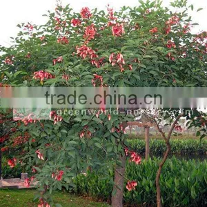 Erythrina Trees thumbnail-1