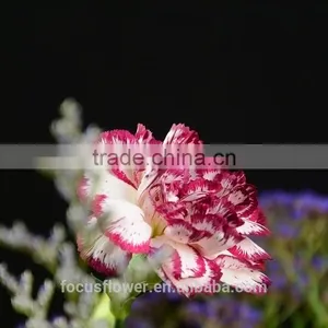 Export Fresh Fresh Cut Flowers Colombia Carnation to the Beloved thumbnail-5
