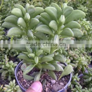 Peperomia Pruinosifolia thumbnail-1