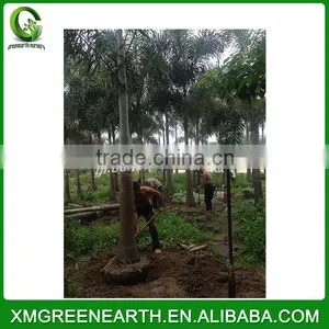 Wodyetia Bifurcata - Foxtail Palm (3) thumbnail-3