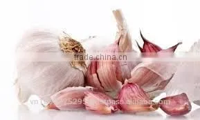 FRESH GARLIC thumbnail-4
