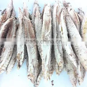 Boneless Frozen Pre-cooked Tuna Loin Auxis Thazard thumbnail-1