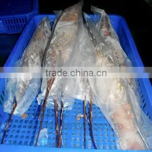 Frozen Lobster Vietnam thumbnail-3