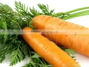 Carrot Oil thumbnail-1