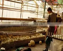 Rongchang Yesm Autumn Cultrual Development Co., Ltd. company overview - view 2 thumbnail