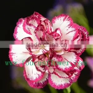 Best Quality Hot Sale Dried Flowers Red Wedding Invitations Real Touch Flowers thumbnail-1