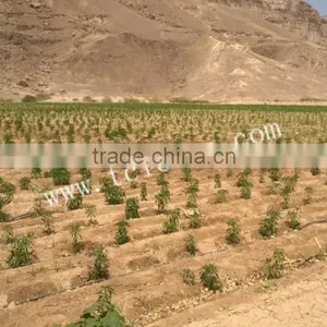 2015 Hot Product---solar Water Pump Irrigation thumbnail-5