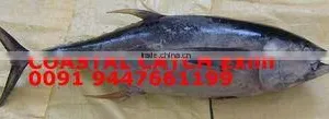 Coastal Catch Exim company overview - view 2 thumbnail