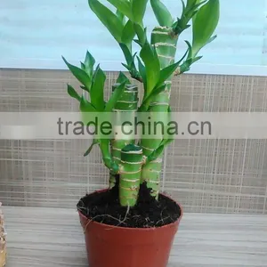 Dracaena Lotus Lucky Bamboo Planted in 3pcs 10cm + 15cm + 20cm Rooted in a 10cm Pot With Cocopeat Substrate thumbnail-6