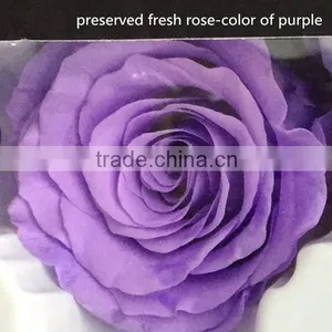 Export Long-lasting Dried Flowers Highest Quality Preserved Flowers Rose thumbnail-2