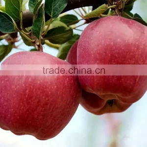 Yi Tian Red Delicious Apple Famous Red Huaniu Apple thumbnail-2