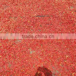 Fresh Red Chili (0084948425455 VIBER, WHATSAPP/SKYPE: VISIMEX05) thumbnail-4